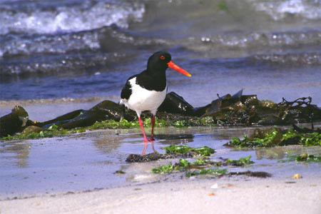 Oyster Catcher, Isle of Coll (NATB 0004)