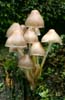 Granny's Bonnets Fungi (NATO 0001)