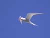 Tern in Flight (NATB 0017)