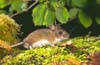 Wood Mouse (NATA 0009)