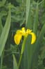 Yellow Flag Iris, Isle of Coll (NATF 0027)